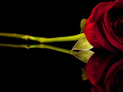 Cleo 211108 1200 Lush-NudeTease&Domi